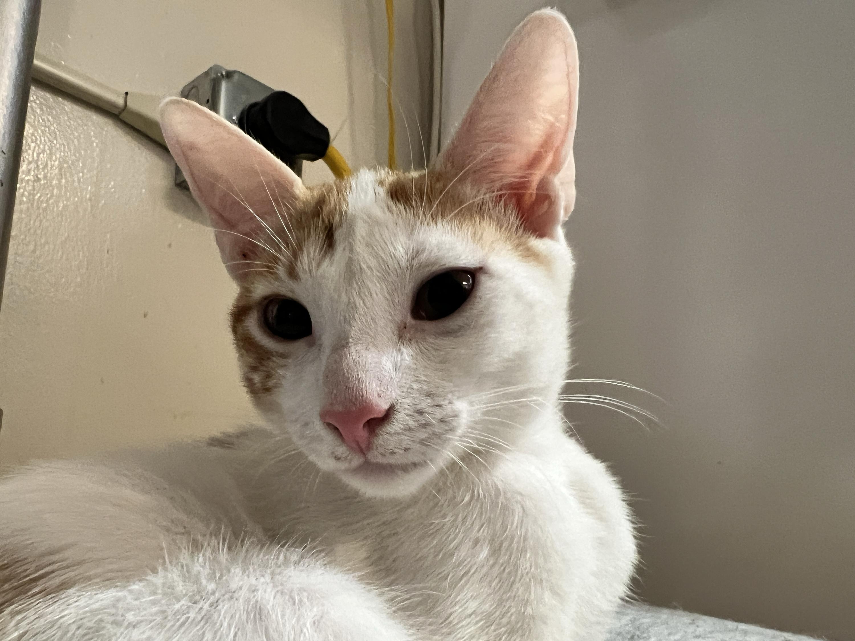 Ninita and Chiquita, a Adoptable Domestic Short Hair in Seattle, WA image 3/6