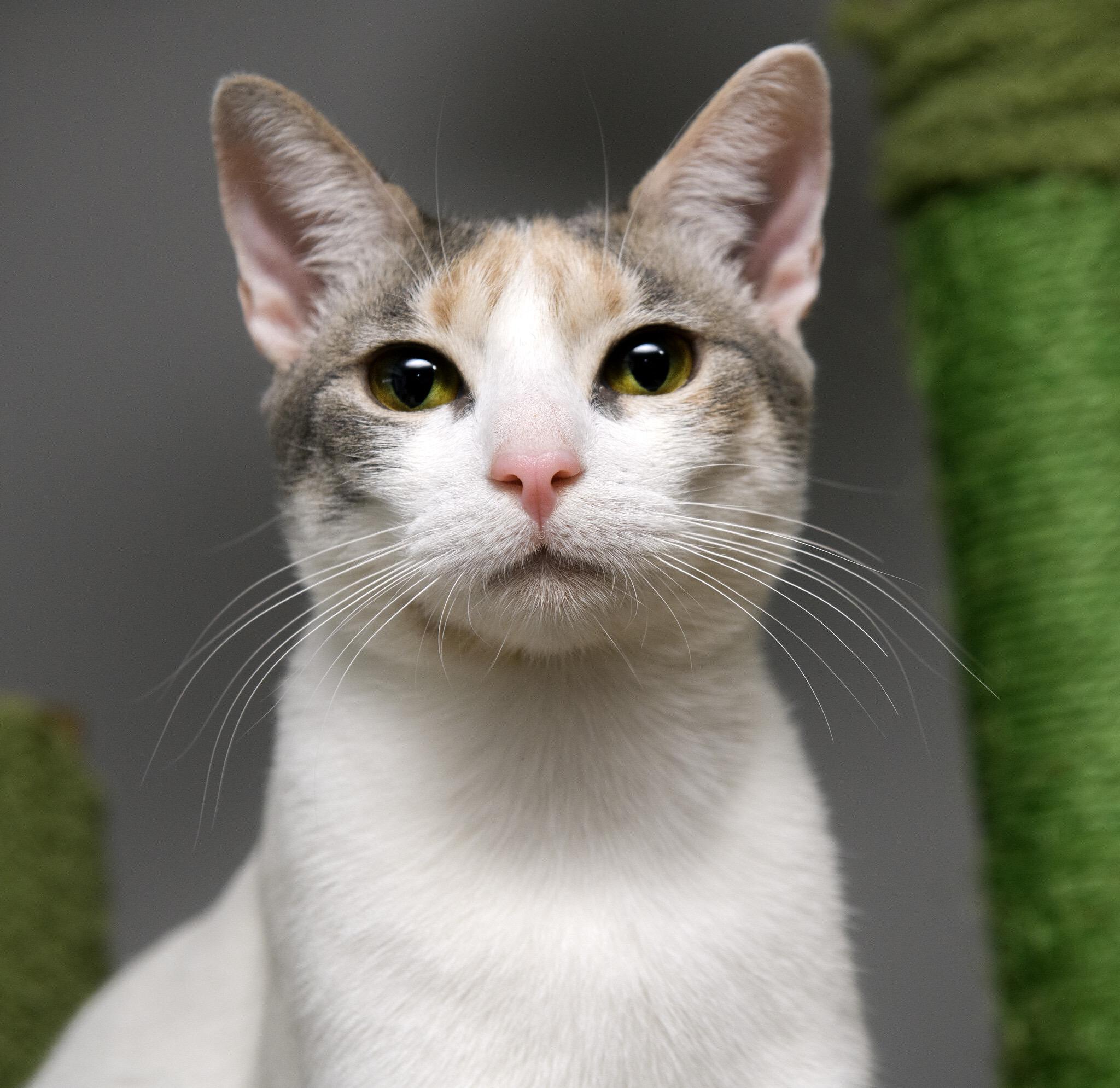 Enlarge Ninita and Chiquita, a Adoptable Domestic Short Hair in Seattle, WA image 3/6