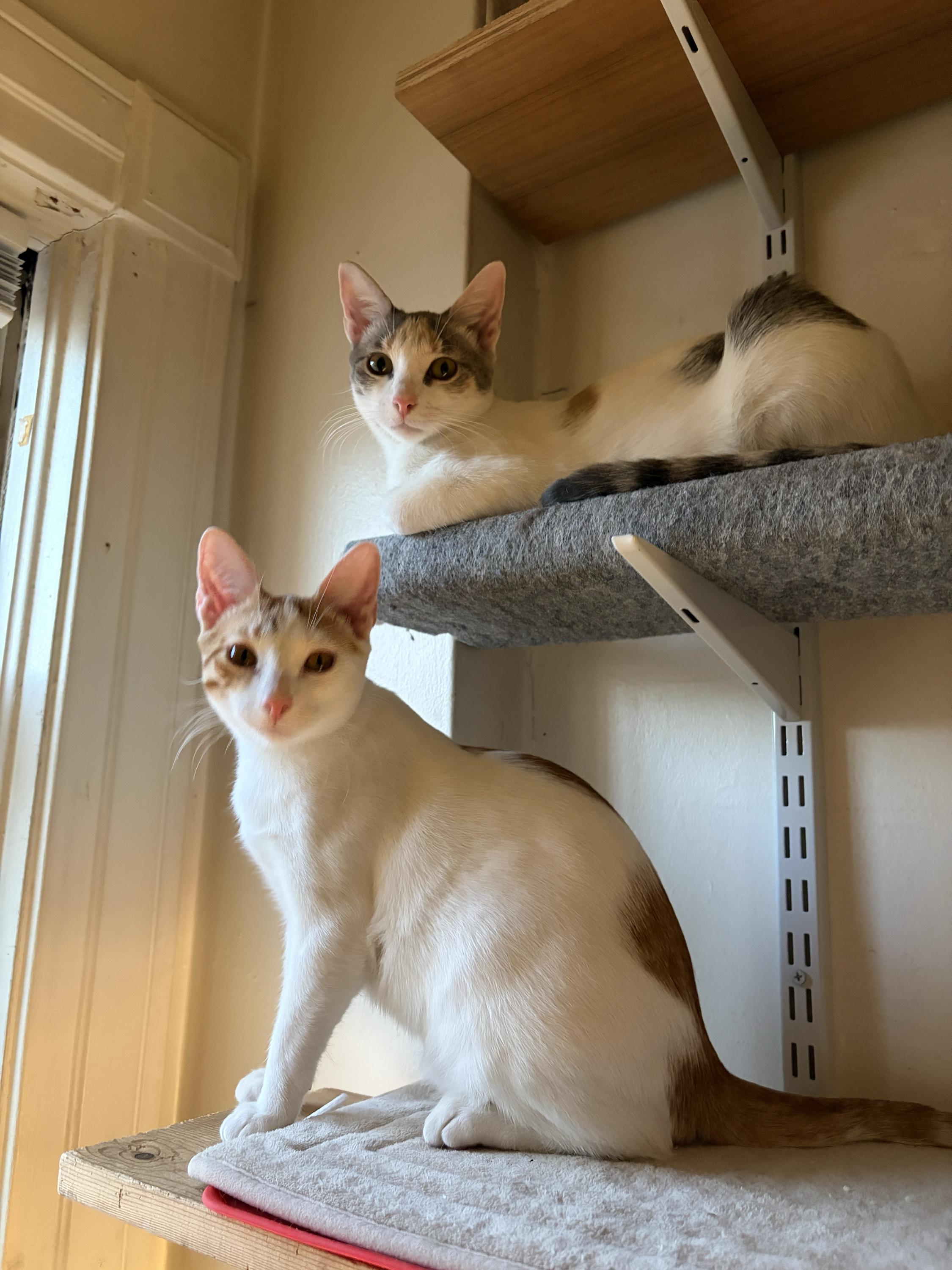 Ninita and Chiquita, a Adoptable Domestic Short Hair in Seattle, WA image 4/6