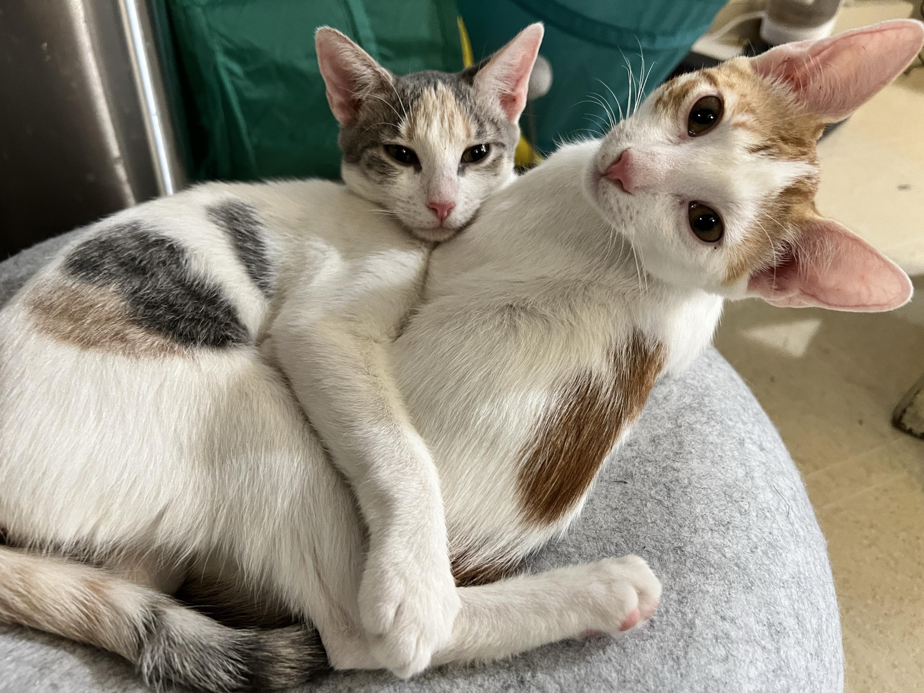 Ninita and Chiquita, a Adoptable Domestic Short Hair in Seattle, WA image 5/6