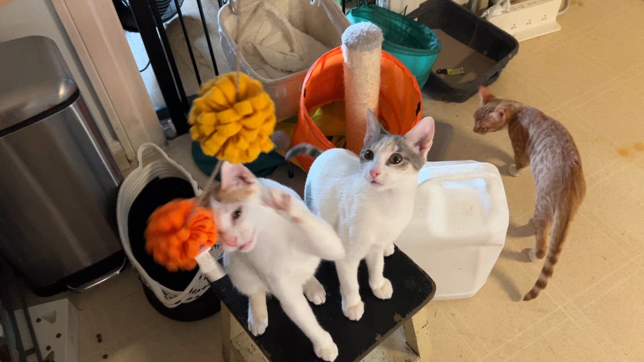 Enlarge Ninita and Chiquita, a Adoptable Domestic Short Hair in Seattle, WA video 6/6