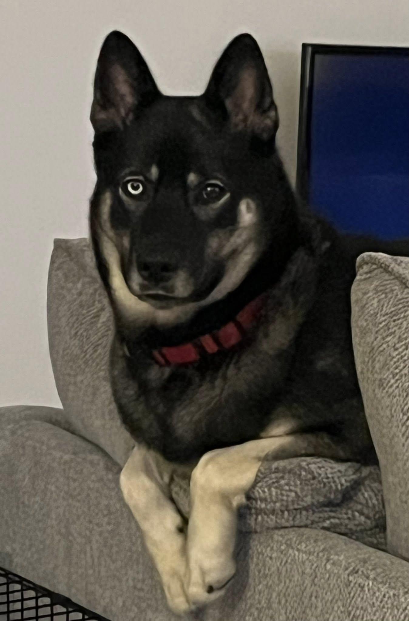 Allie, a ADOPTABLE mixed breed in New Smyrna Beach, FL image 1/3