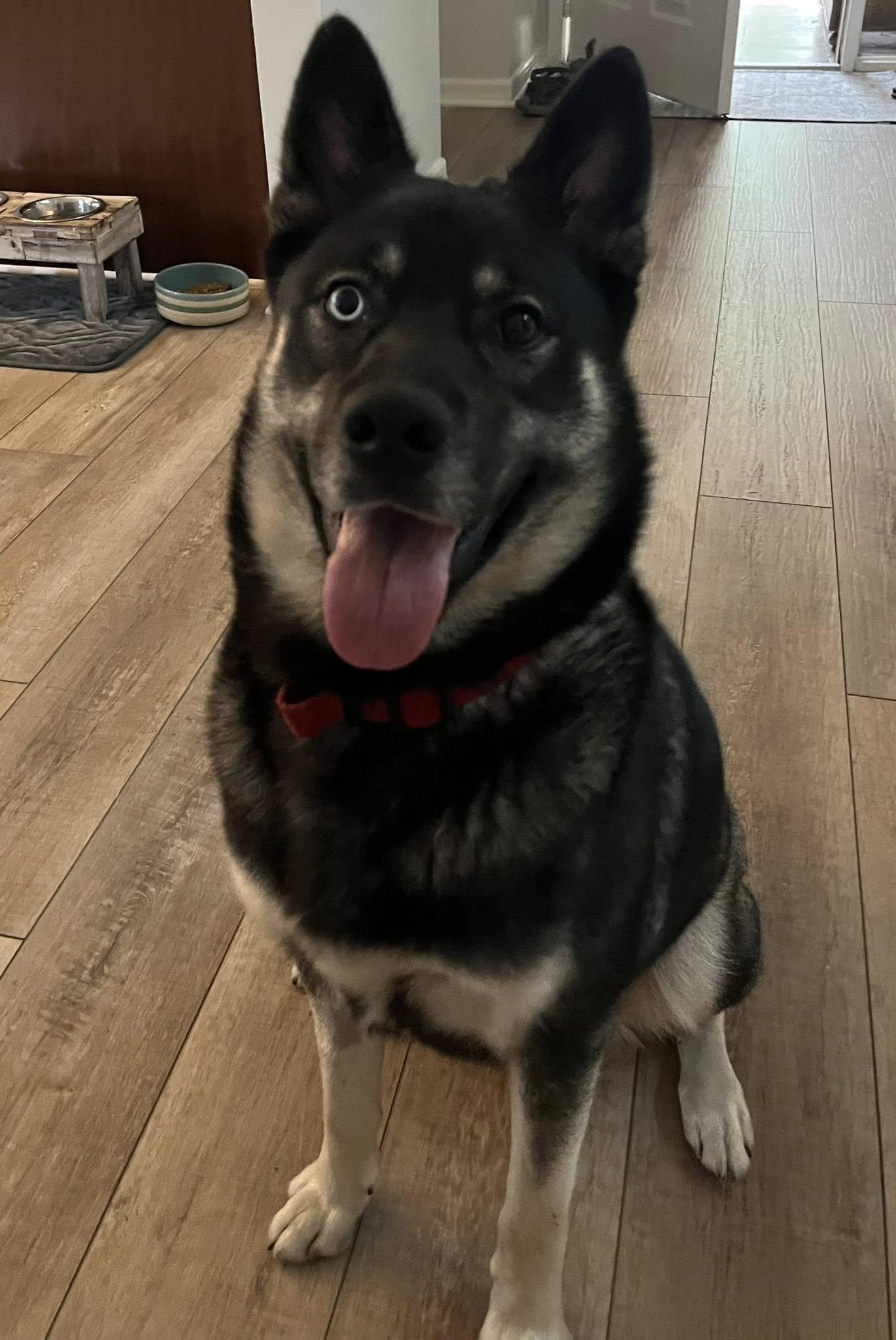 Allie, a ADOPTABLE mixed breed in New Smyrna Beach, FL image 2/3