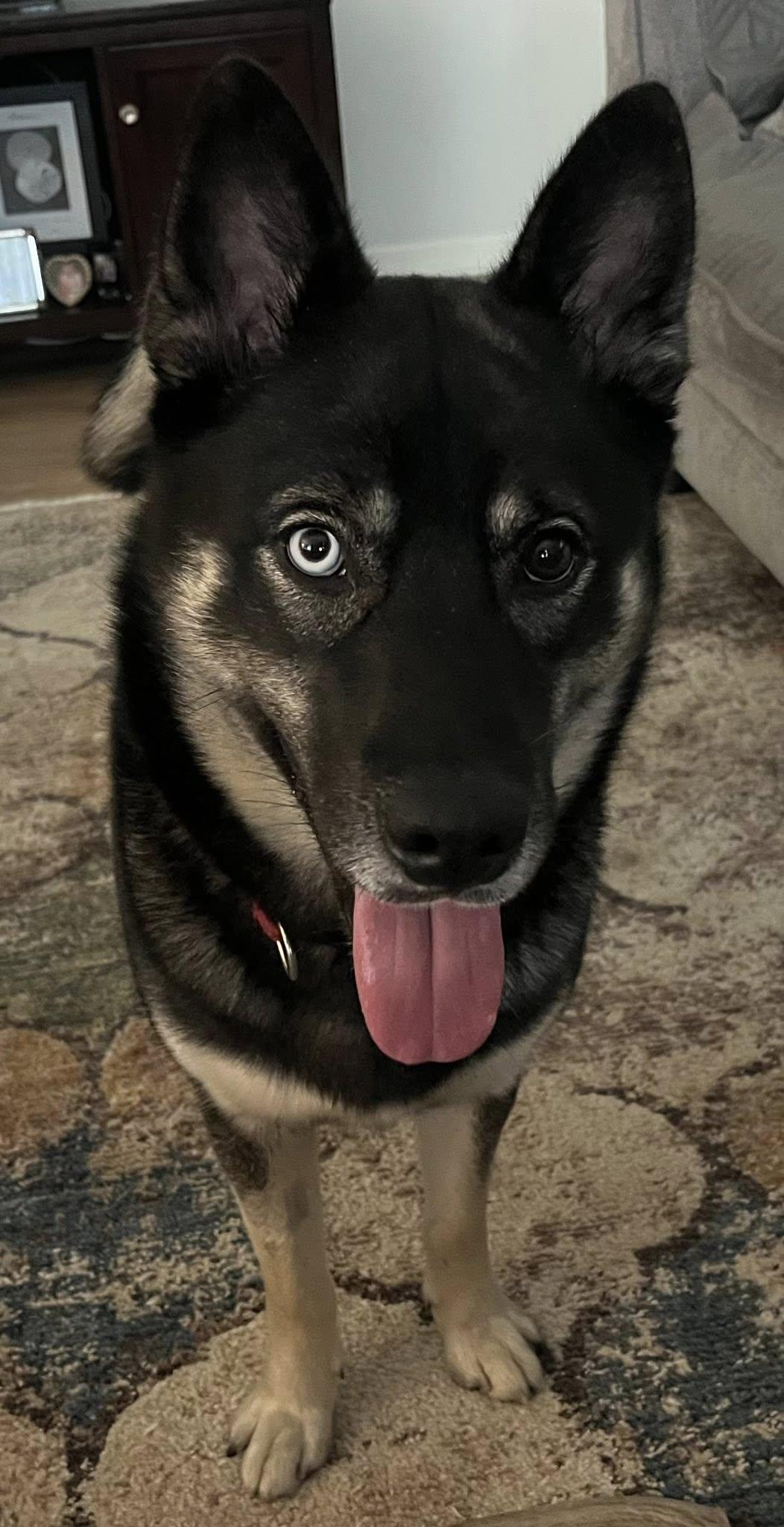 Allie, a ADOPTABLE mixed breed in New Smyrna Beach, FL image 3/3