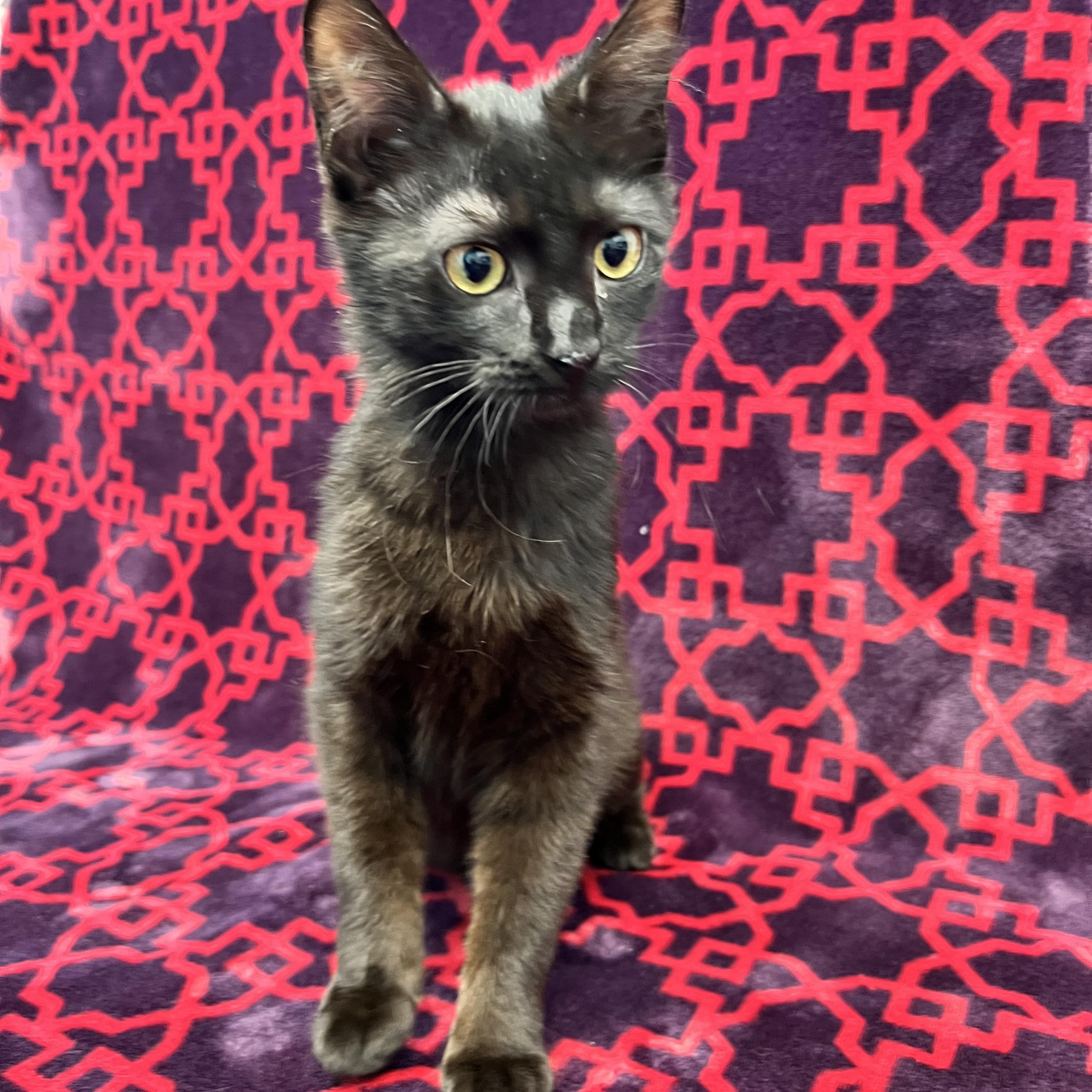 Talulah , adopted, Kitten Female Domestic Medium Hair.
