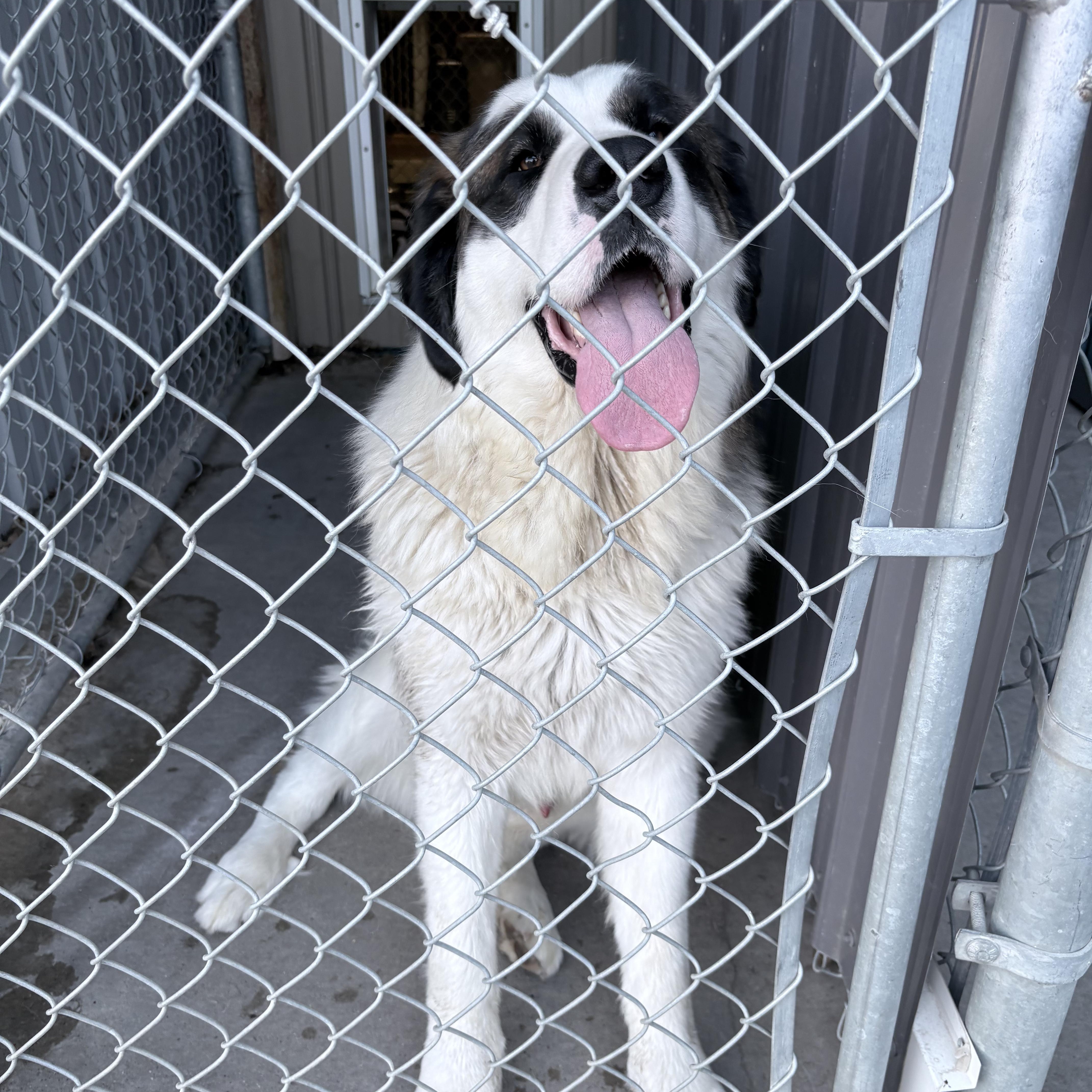 Enlarge Gilbert, a ADOPTABLE Saint Bernard in Brooks, AB image 4/4