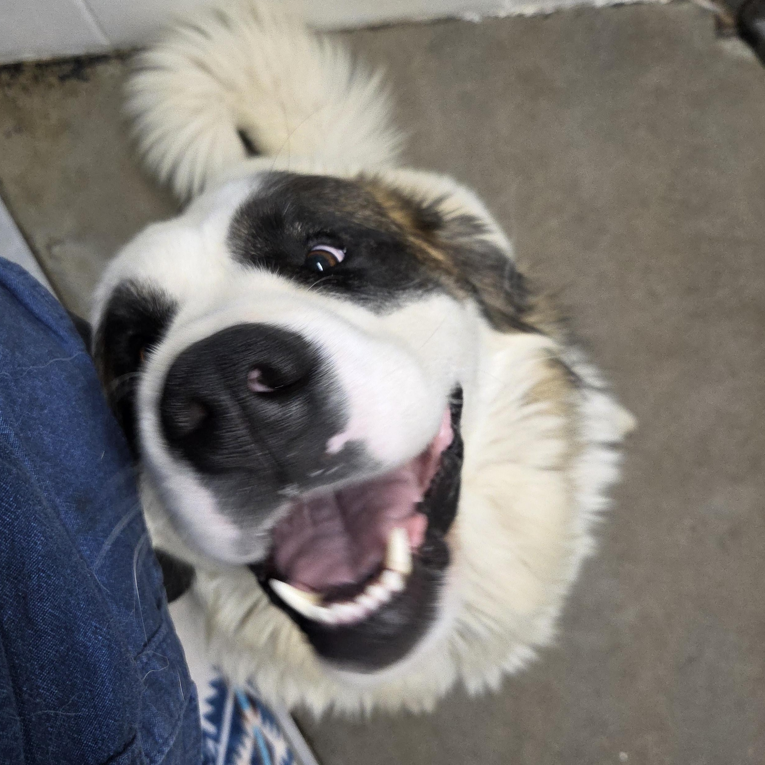 Gilbert, ADOPTABLE, Adult Male Saint Bernard.