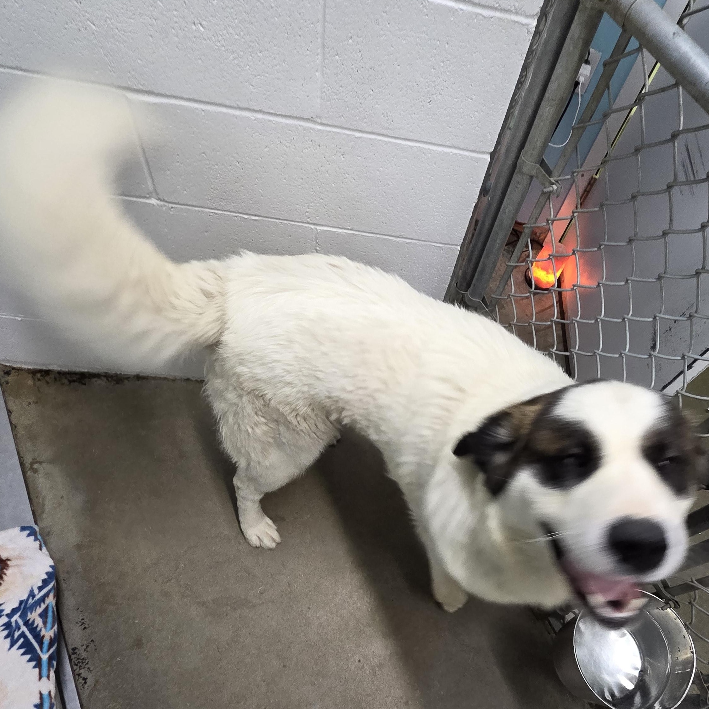 Enlarge Gilbert, a ADOPTABLE Saint Bernard in Brooks, AB image 2/4