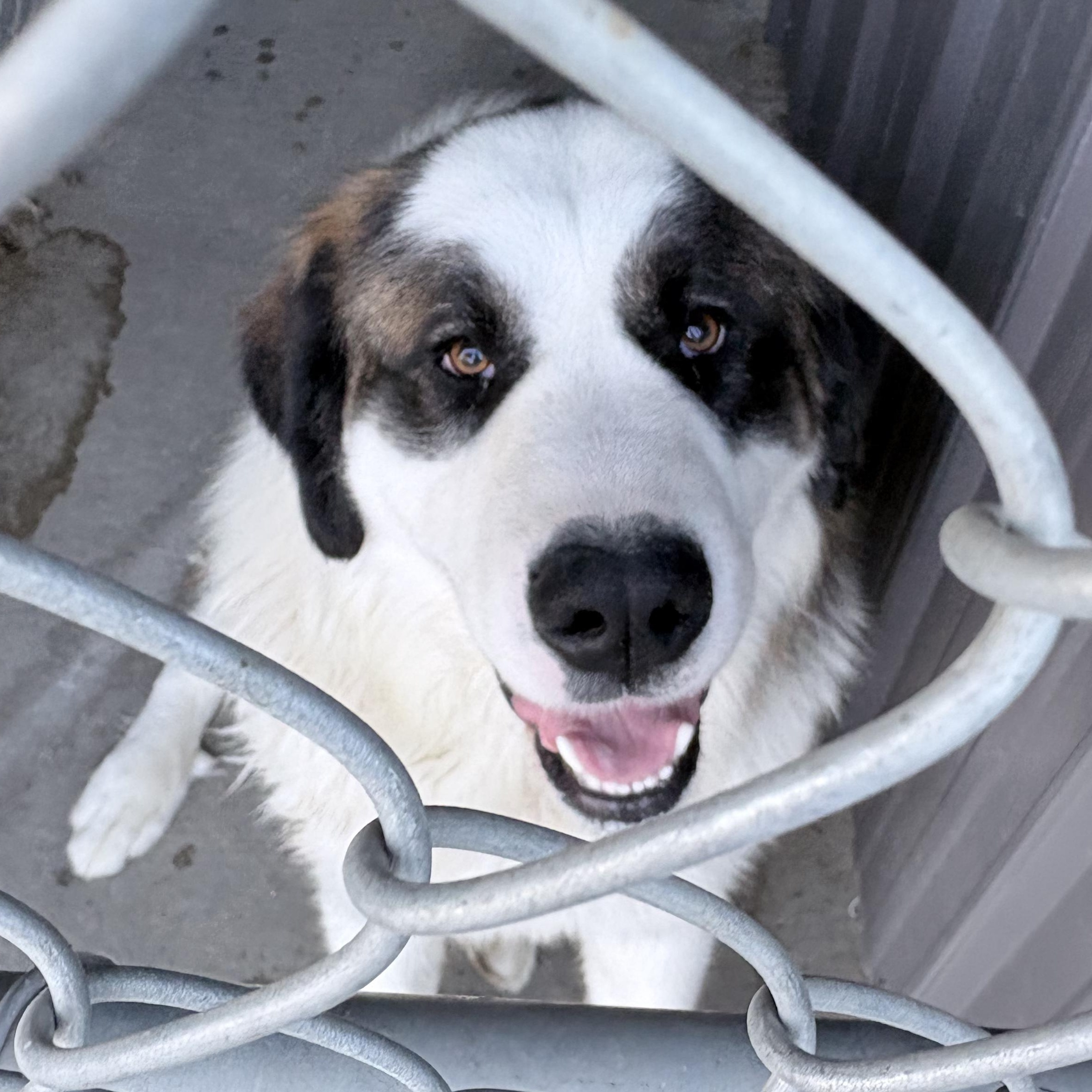 Enlarge Gilbert, a ADOPTABLE Saint Bernard in Brooks, AB image 3/4