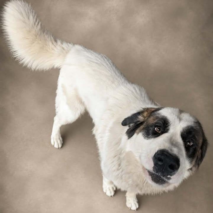 Gilbert, ADOPTABLE, Adult Male Saint Bernard.