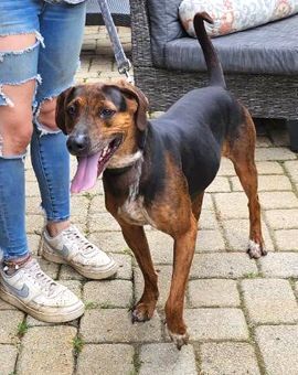 Coco, Adoptable, Young Female Coonhound.