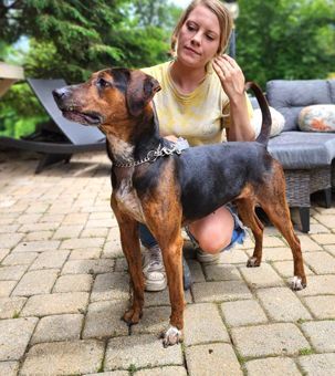 Coco, a Adoptable mixed breed in Canterbury, CT image 2/12