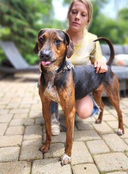 Coco, a Adoptable mixed breed in Canterbury, CT image 3/12