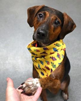 Coco, a Adoptable mixed breed in Canterbury, CT image 4/12