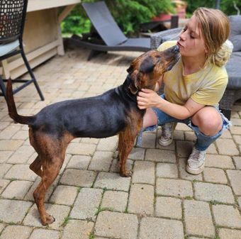 Coco, a Adoptable mixed breed in Canterbury, CT image 5/12