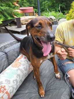 Coco, a Adoptable mixed breed in Canterbury, CT image 6/12