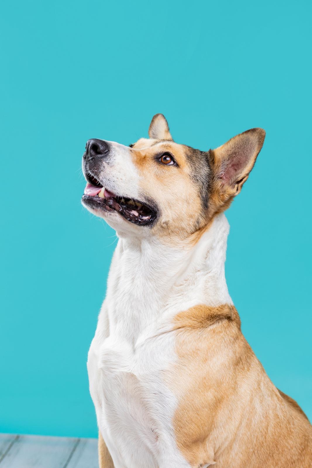 Enlarge Stacy, a Adoptable Carolina Dog in Chicago, IL image 4/4