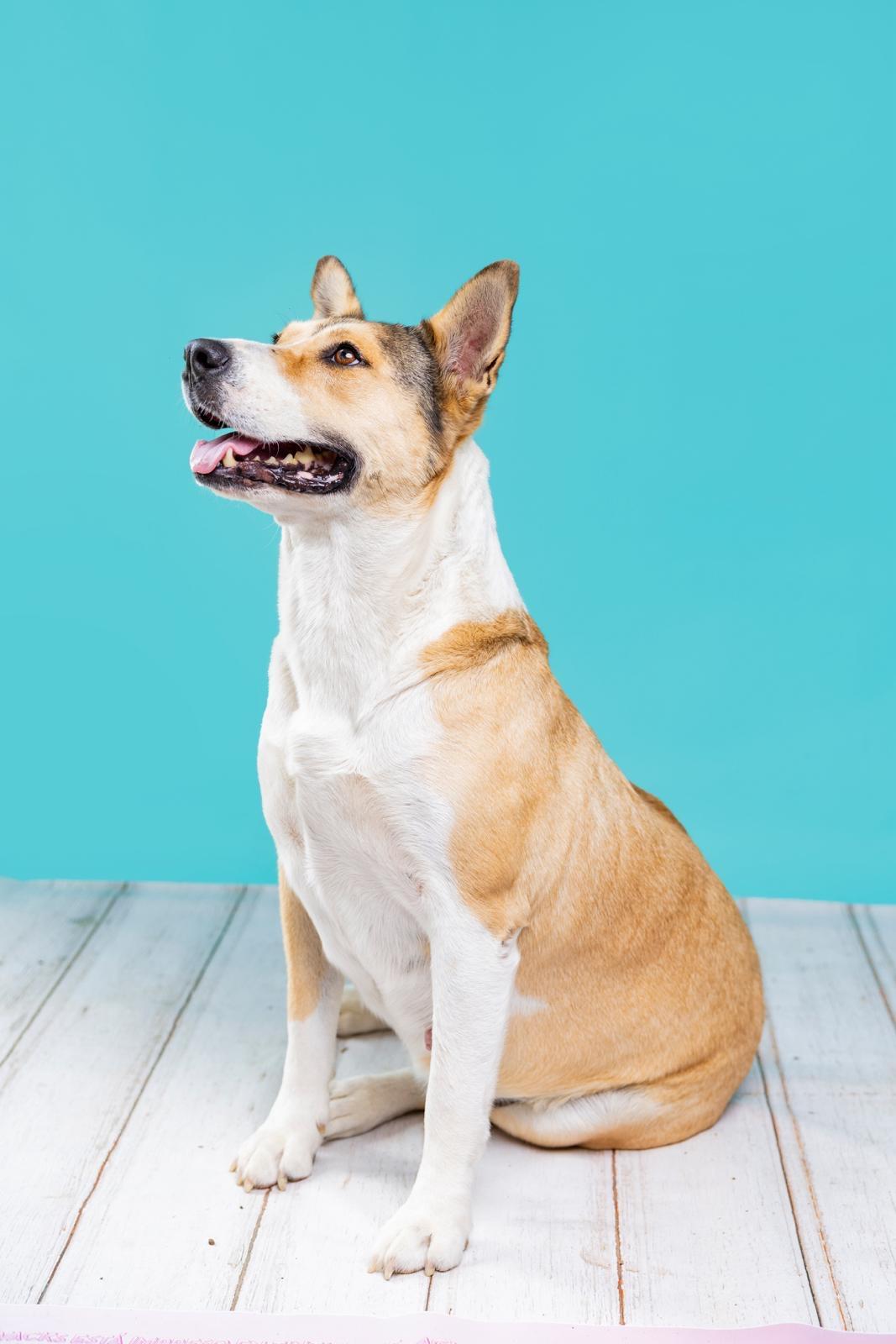 Enlarge Stacy, a Adoptable Carolina Dog in Chicago, IL image 2/4