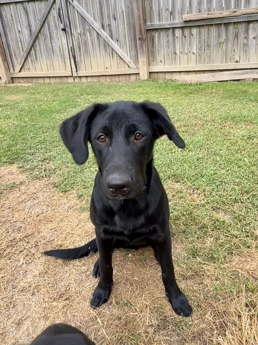 Enlarge Mason - coming to Maine, a ADOPTABLE Mixed Breed in Kennebunkport, ME image 3/5