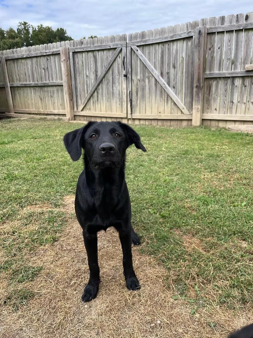 Enlarge Mason - coming to Maine, a ADOPTABLE Mixed Breed in Kennebunkport, ME image 5/5