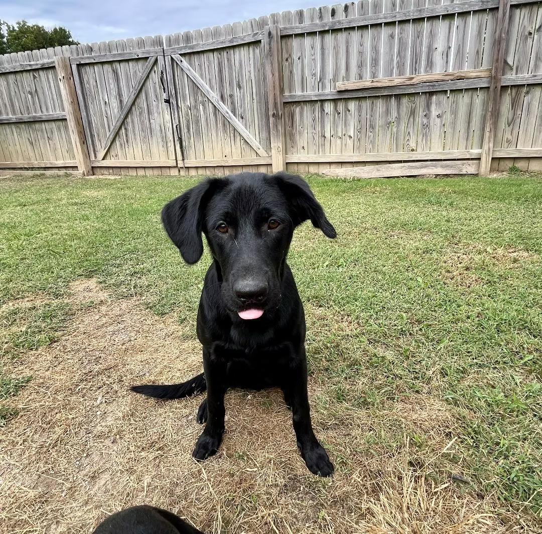 Enlarge Mason - coming to Maine, a ADOPTABLE Mixed Breed in Kennebunkport, ME image 4/5