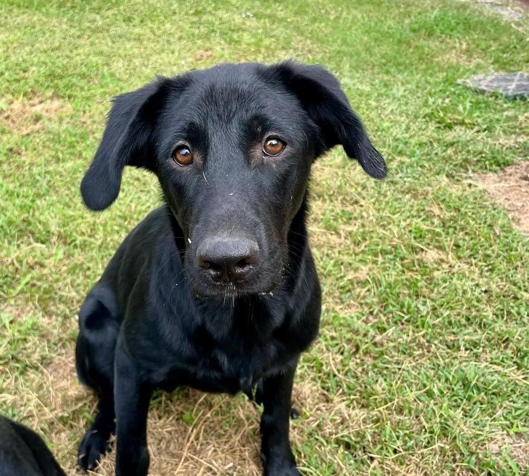 Enlarge Mason - coming to Maine, a ADOPTABLE Mixed Breed in Kennebunkport, ME image 1/5