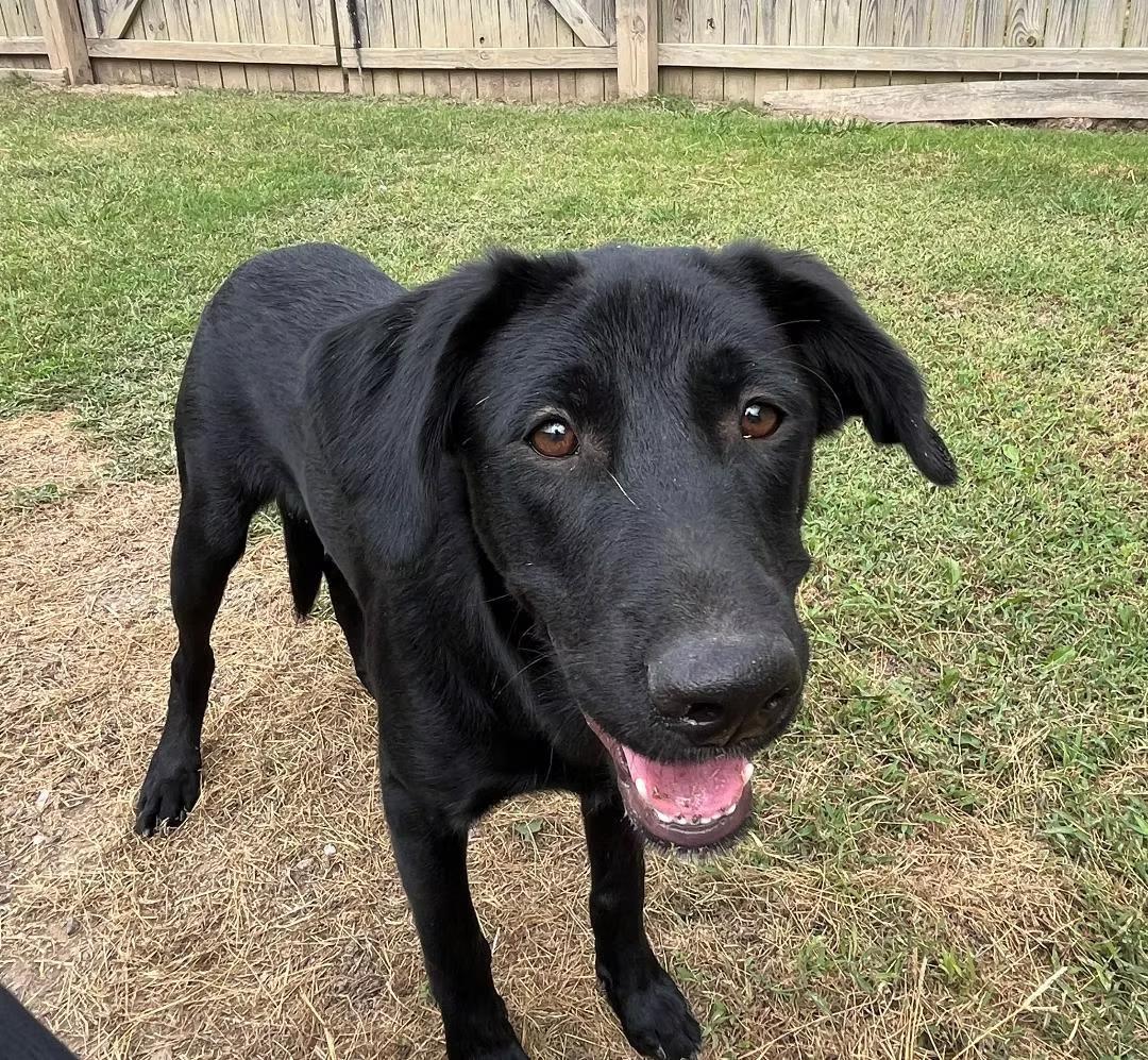 Enlarge Mason - coming to Maine, a ADOPTABLE Mixed Breed in Kennebunkport, ME image 2/5