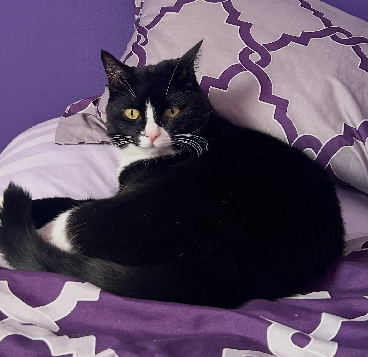 Enlarge Chichi & Chimichanga ( sweet & friendly) , a ADOPTABLE Domestic Short Hair in Staten Island, NY image 2/6