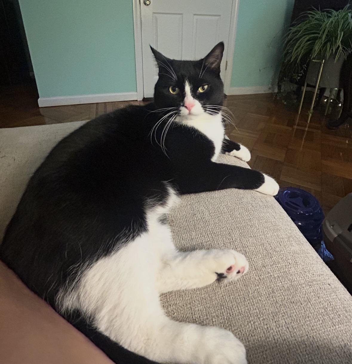 Enlarge Chichi & Chimichanga ( sweet & friendly) , a ADOPTABLE Domestic Short Hair in Staten Island, NY image 5/6