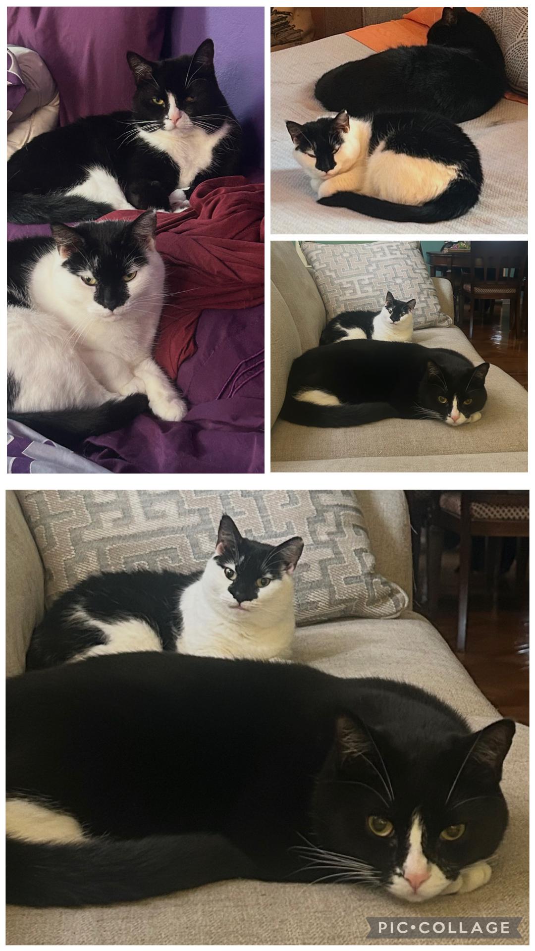 Enlarge Chichi & Chimichanga ( sweet & friendly) , a ADOPTABLE Domestic Short Hair in Staten Island, NY image 6/6