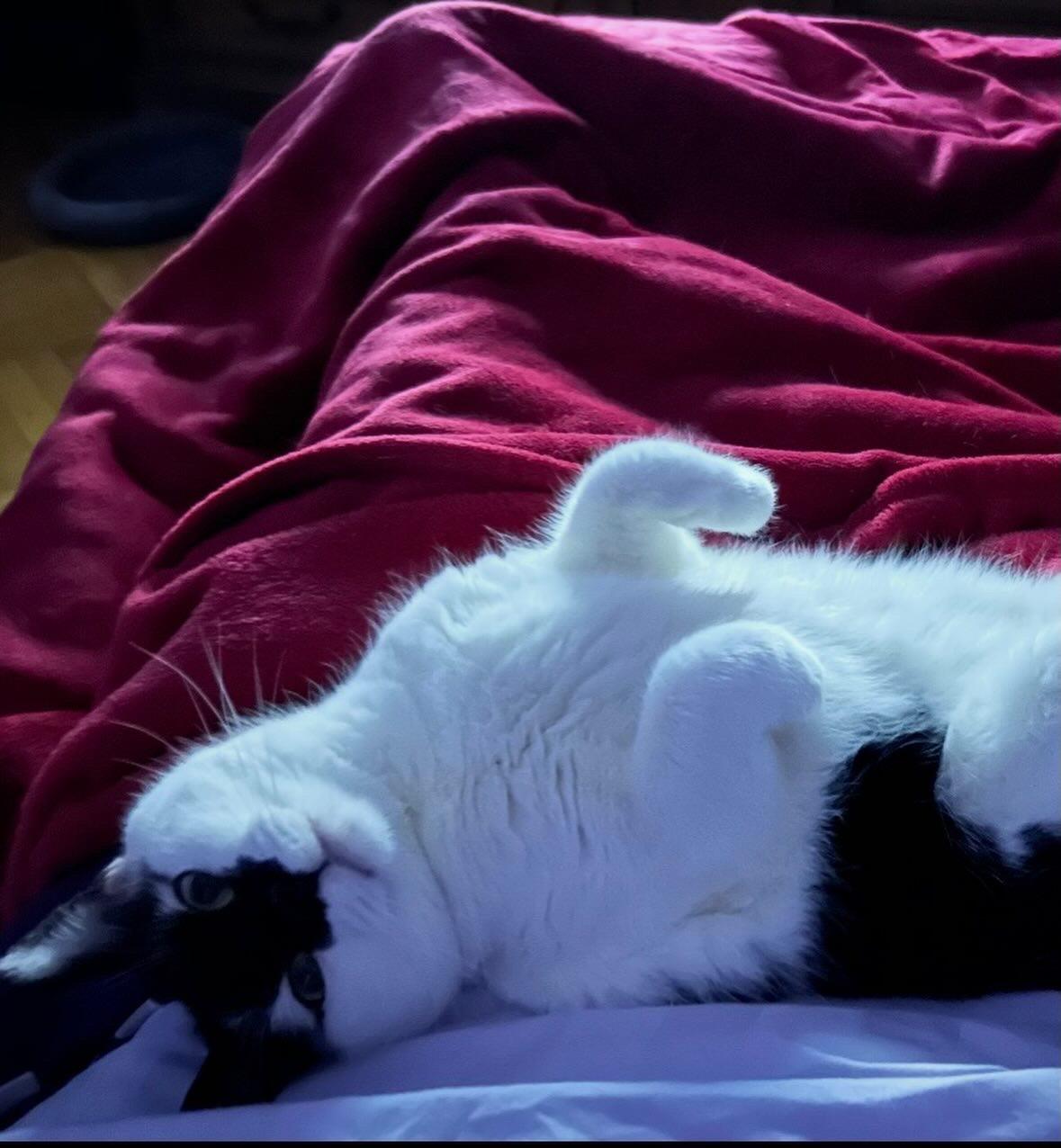 Enlarge Chichi & Chimichanga ( sweet & friendly) , a ADOPTABLE Domestic Short Hair in Staten Island, NY image 4/6