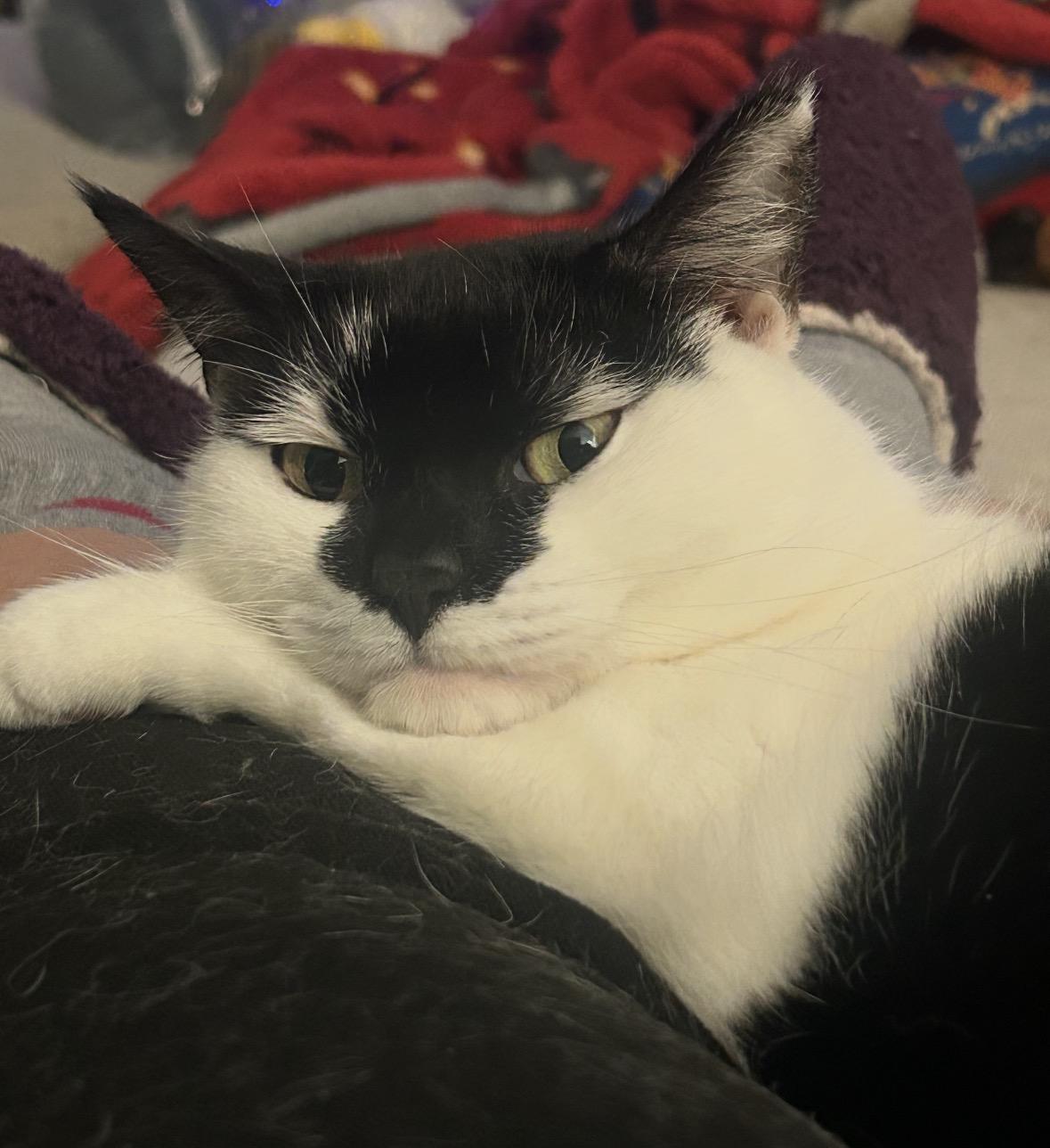 Enlarge Chichi & Chimichanga ( sweet & friendly) , a ADOPTABLE Domestic Short Hair in Staten Island, NY image 3/6