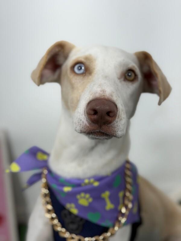 Otis-One of our Amazing Rescue Dogs, Adoptable, Puppy Female English Pointer & Weimaraner.