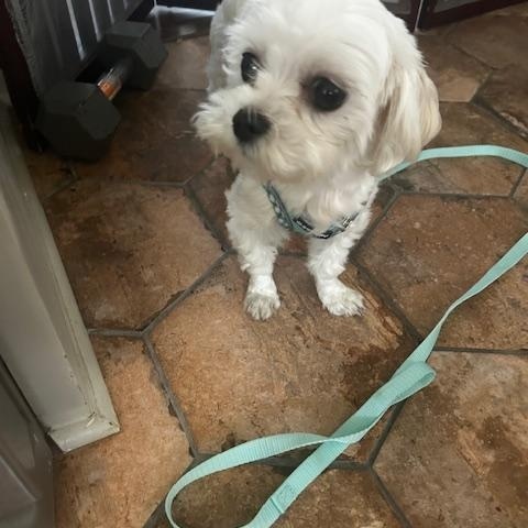 Enlarge Carrie, an adopted Maltese in Maitland, FL image 1/3