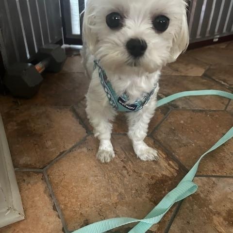 Enlarge Carrie, an adopted Maltese in Maitland, FL image 3/3