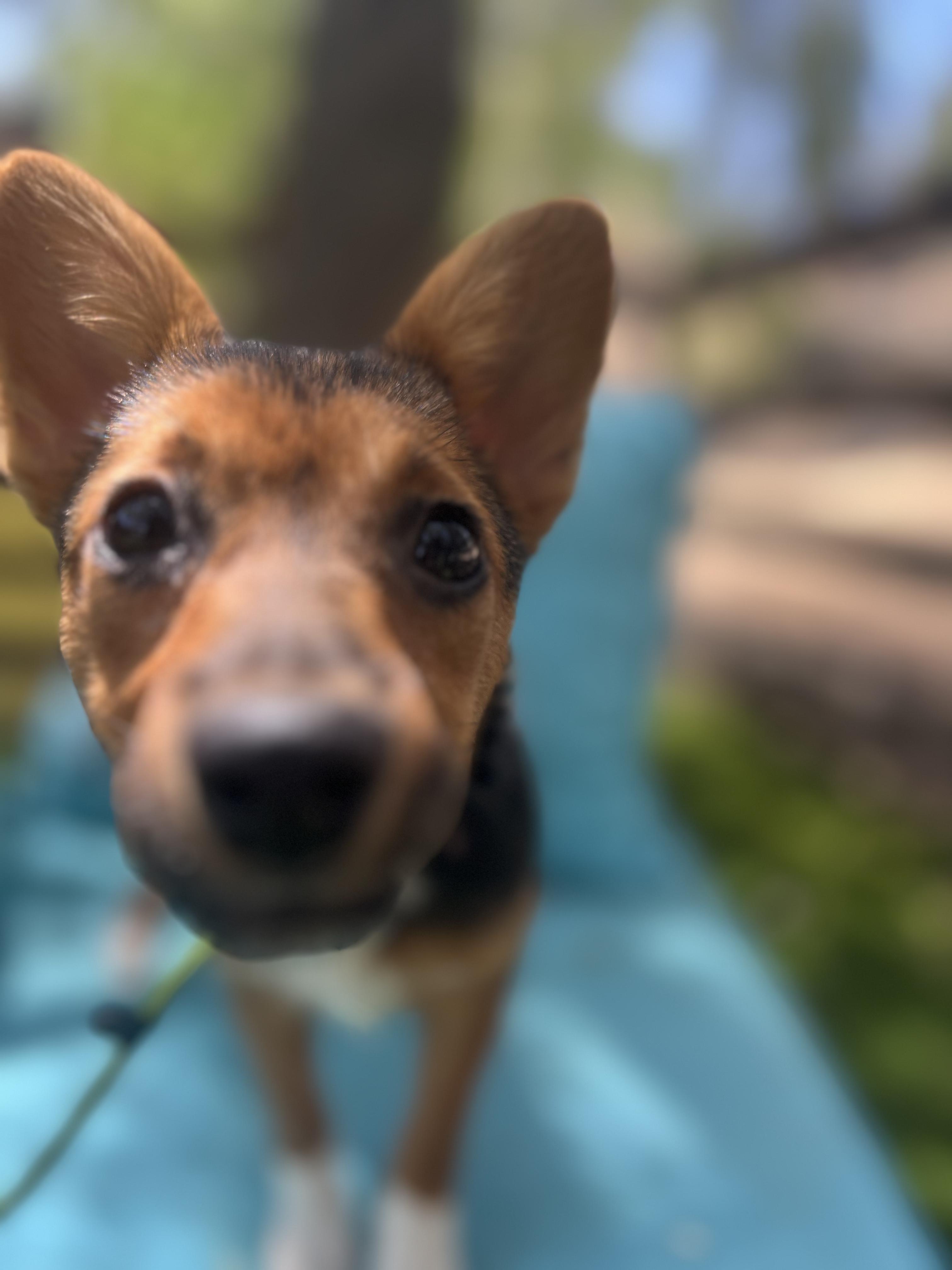Enlarge Casey, an adopted Corgi in West Hollywood, CA image 1/3