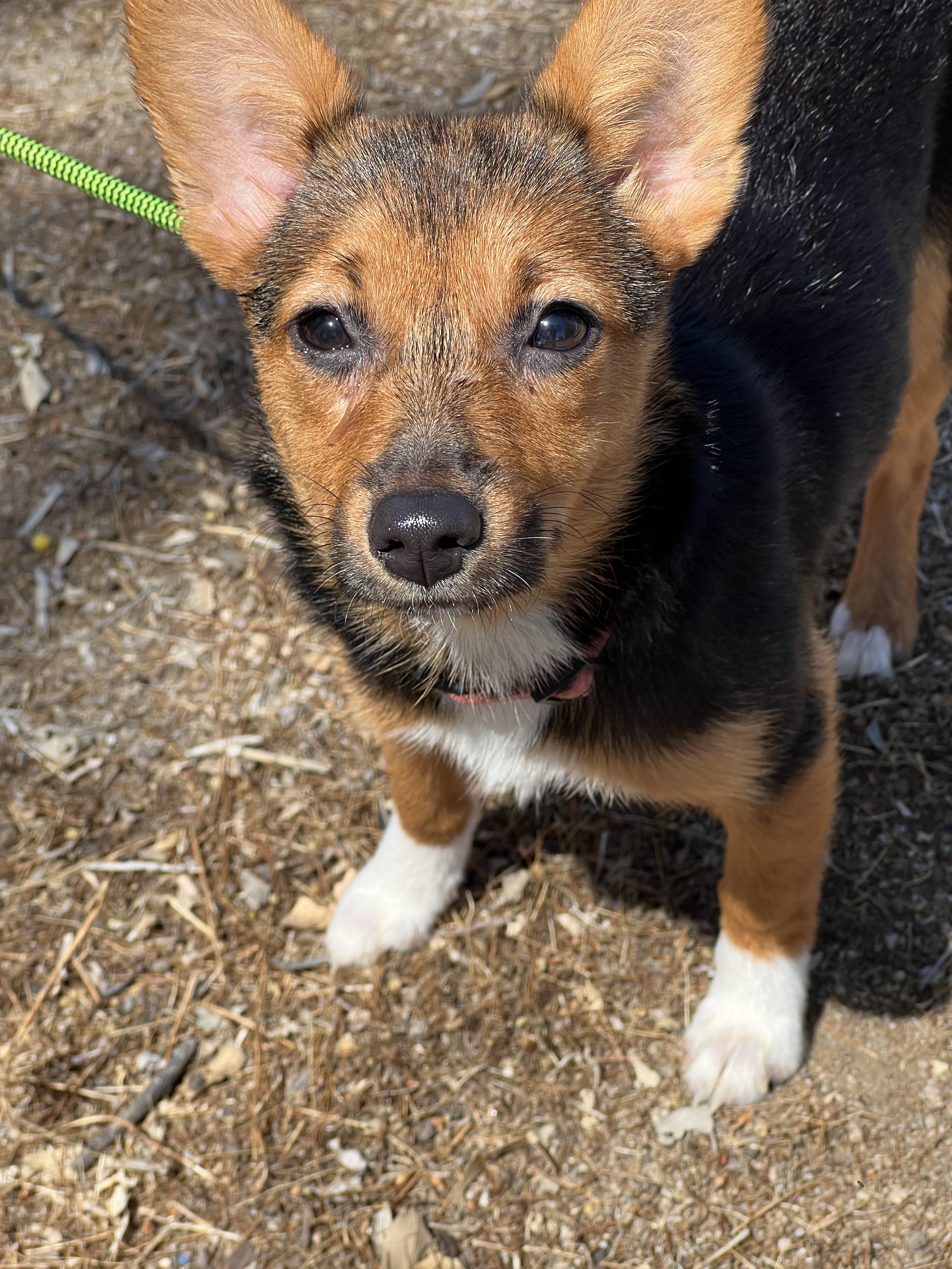 Enlarge Casey, an adopted Corgi in West Hollywood, CA image 3/3