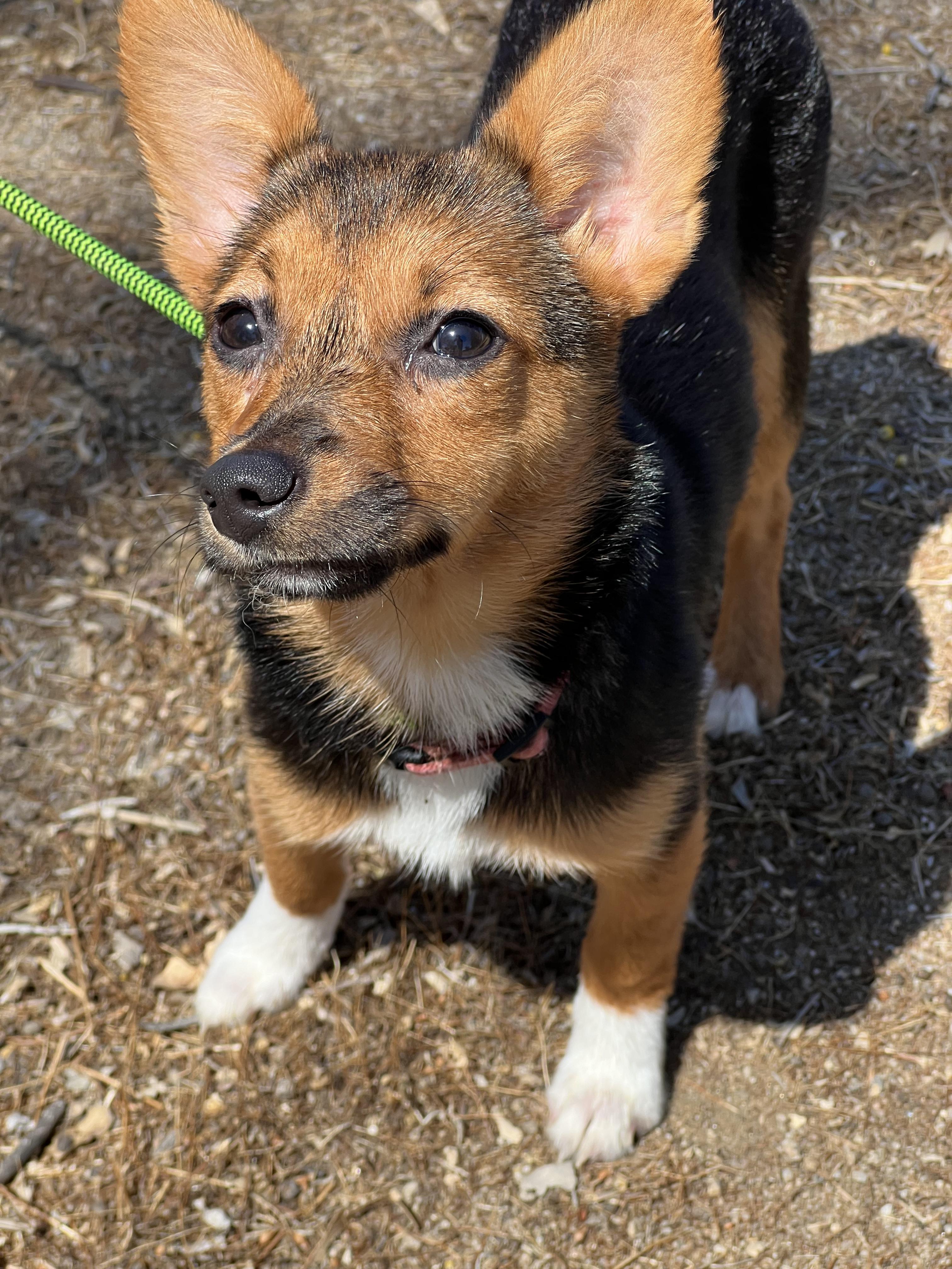 Enlarge Casey, an adopted Corgi in West Hollywood, CA image 2/3