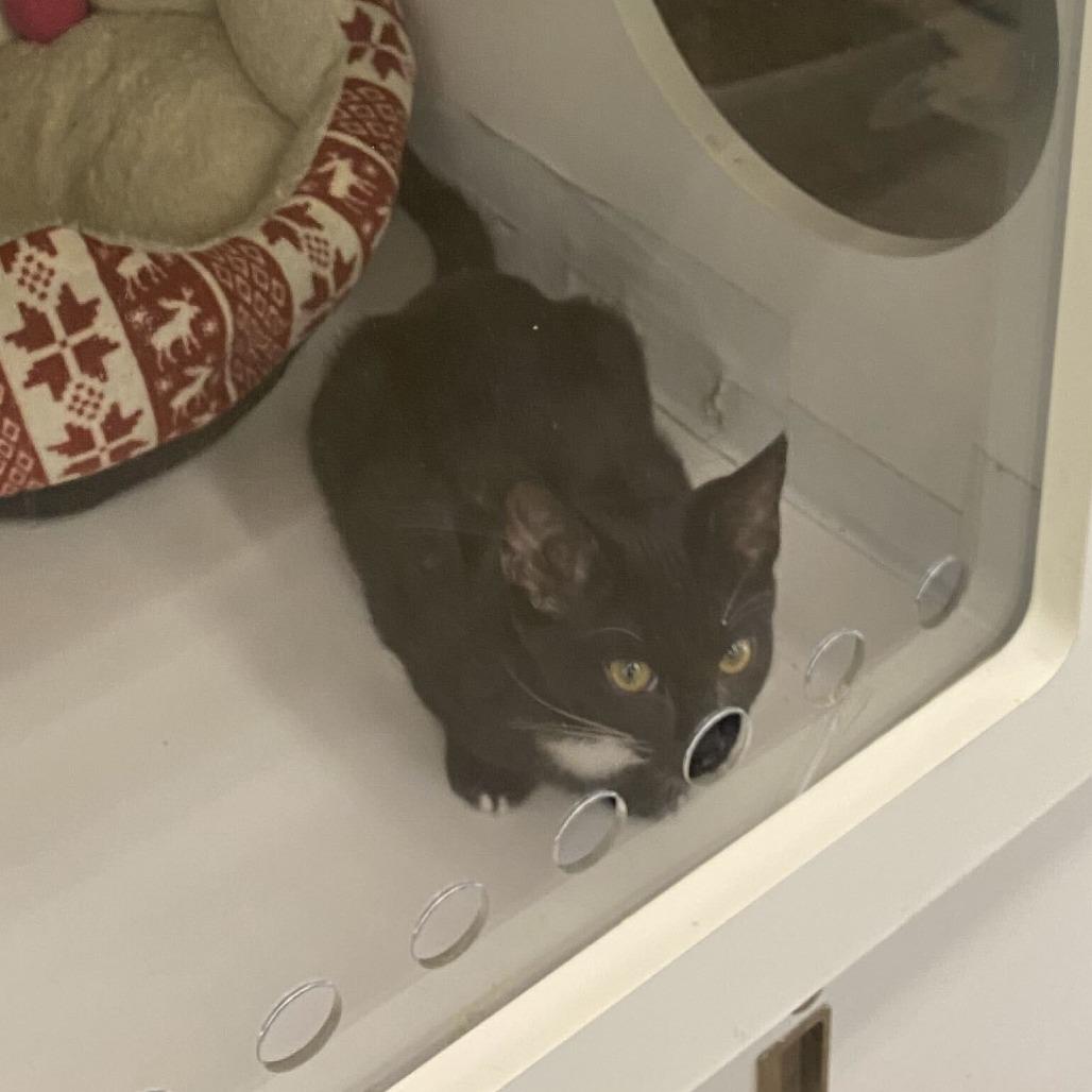 Enlarge Mary, a Adoptable Domestic Short Hair in Tallahassee, FL image 1/2