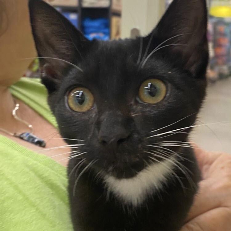 Enlarge Mary, a Adoptable Domestic Short Hair in Tallahassee, FL image 2/2