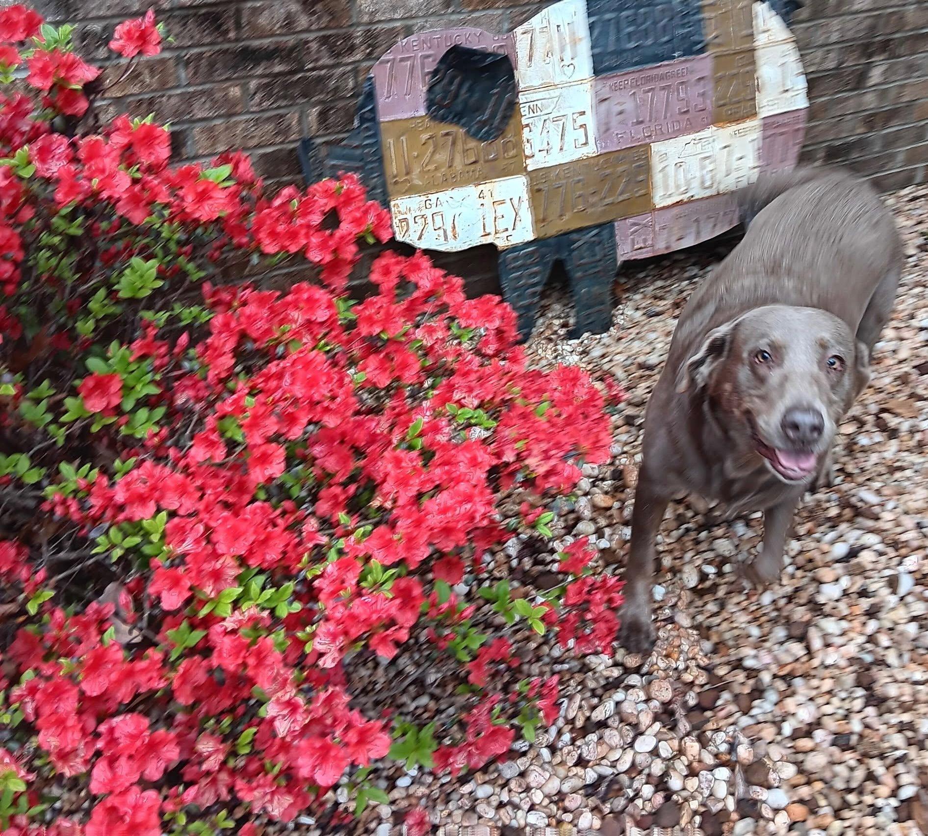Bender, adopted, Adult Female Labrador Retriever.