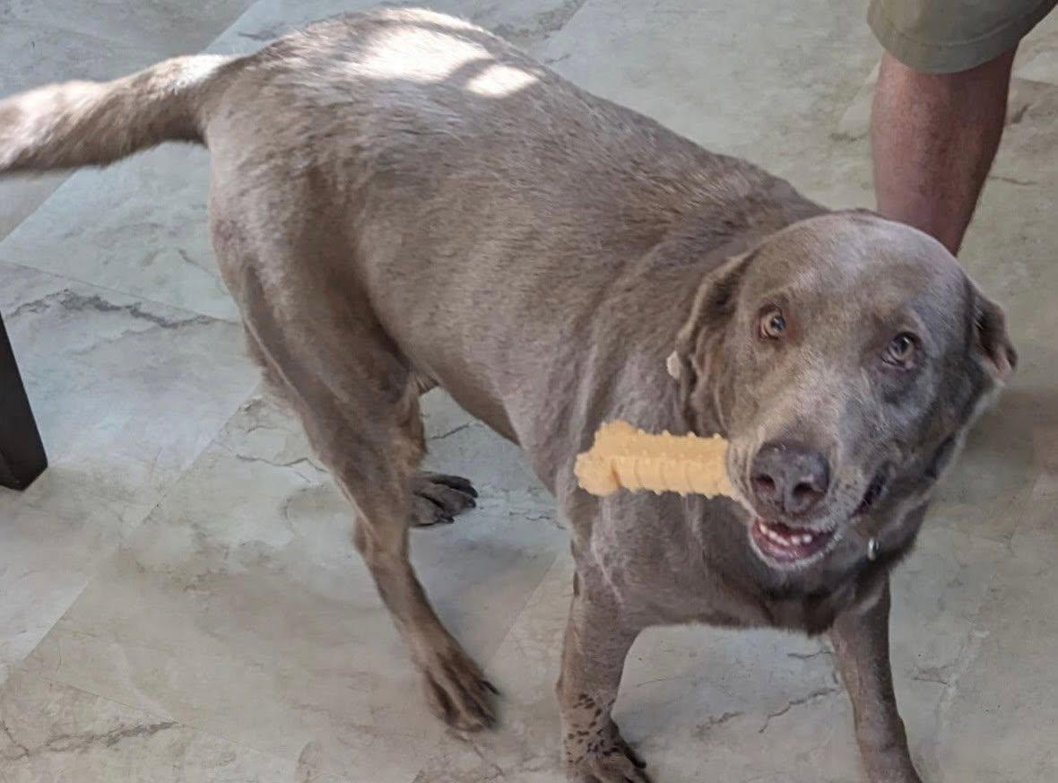 Enlarge Bender, an adopted Labrador Retriever in Maryville, TN image 2/2