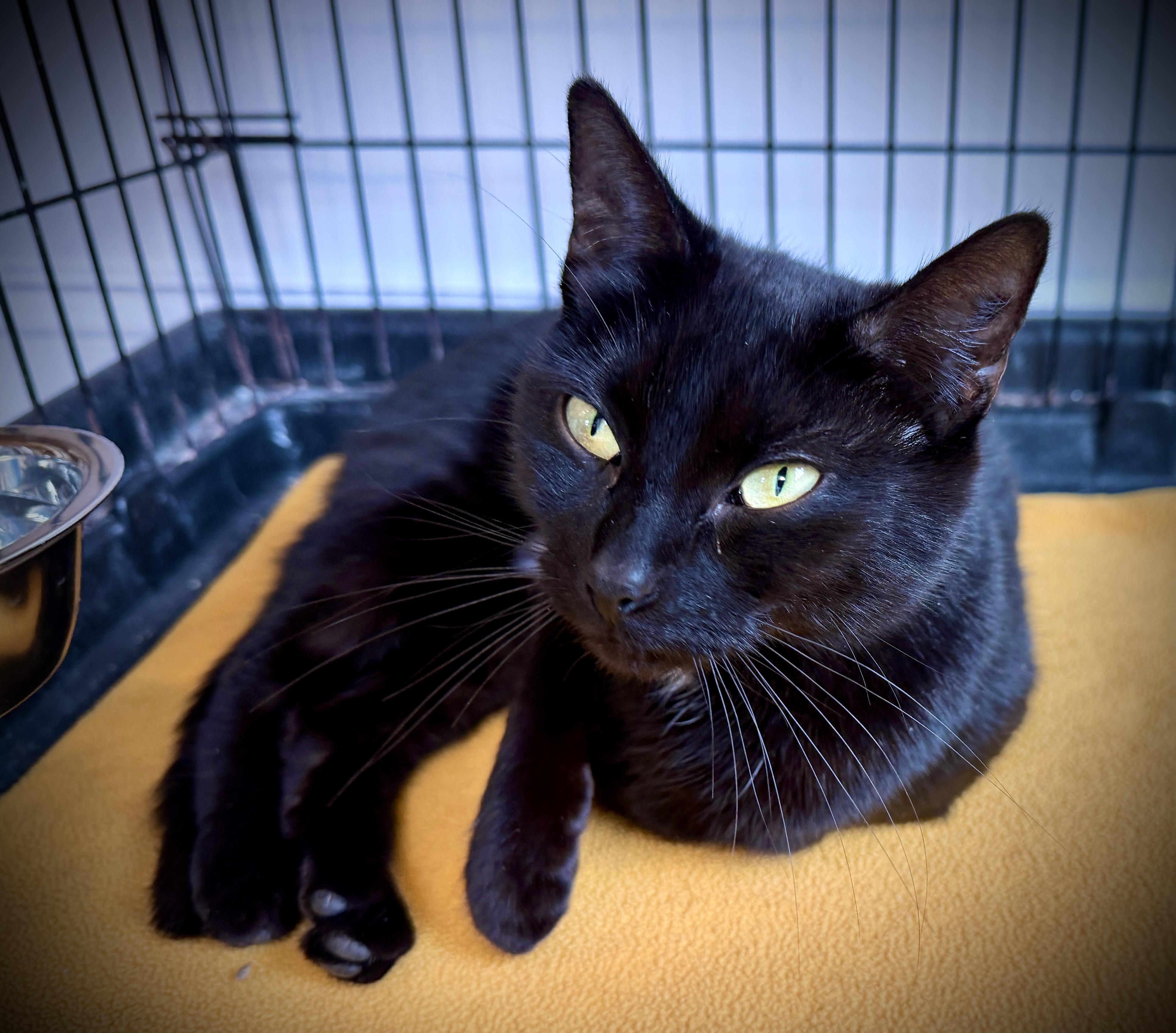 Enlarge Betty, a ADOPTABLE American Shorthair in Hull, MA image 6/6