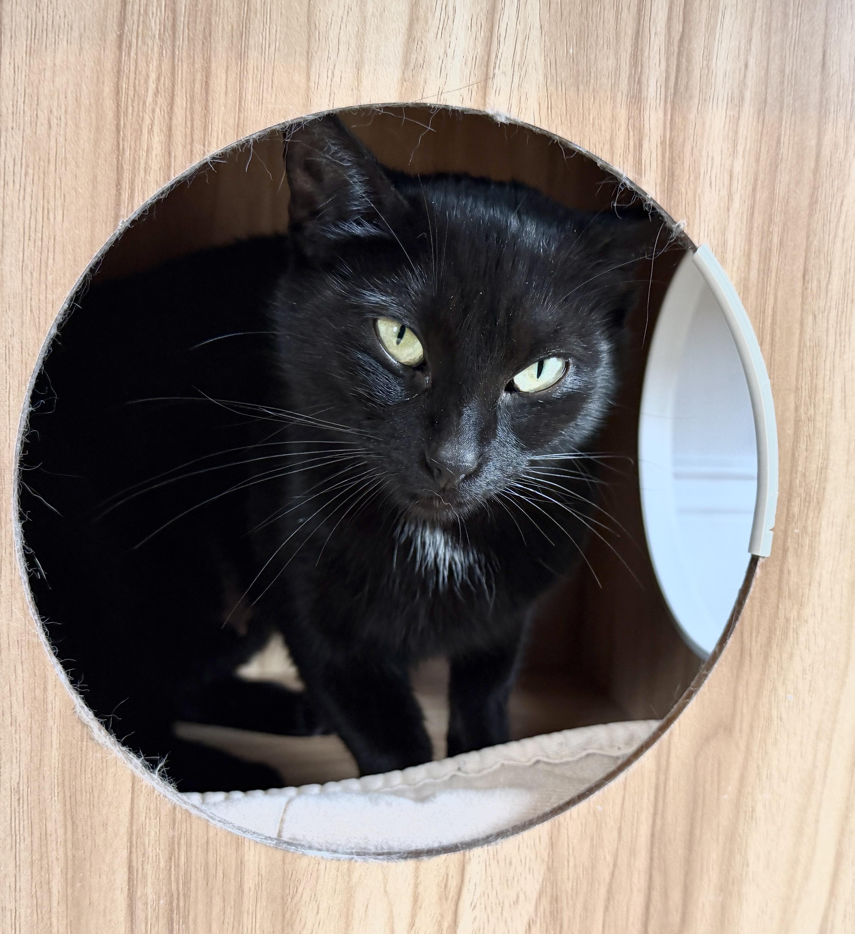Betty, ADOPTABLE, Young Female American Shorthair.