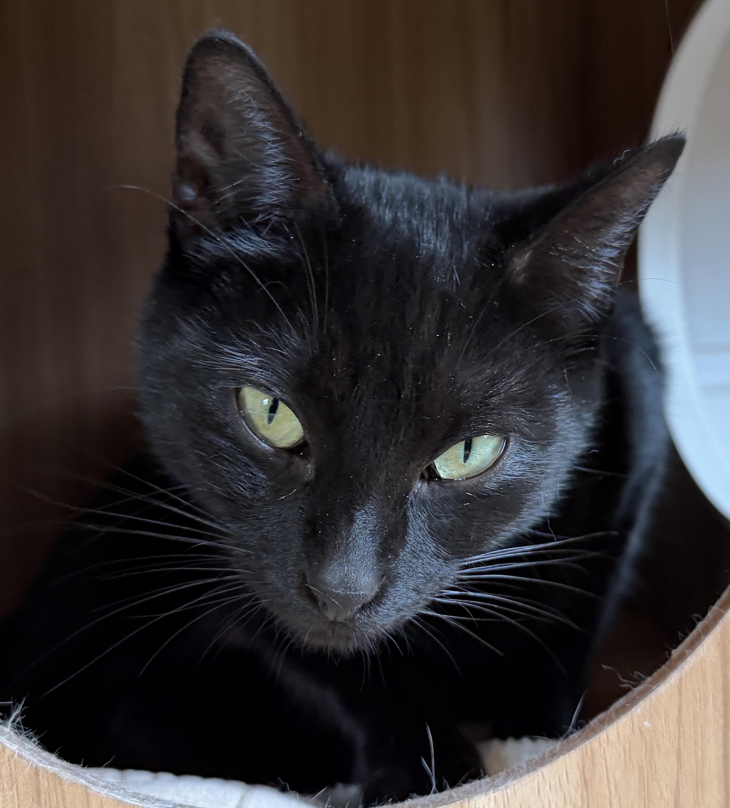 Enlarge Betty, a ADOPTABLE American Shorthair in Hull, MA image 5/6