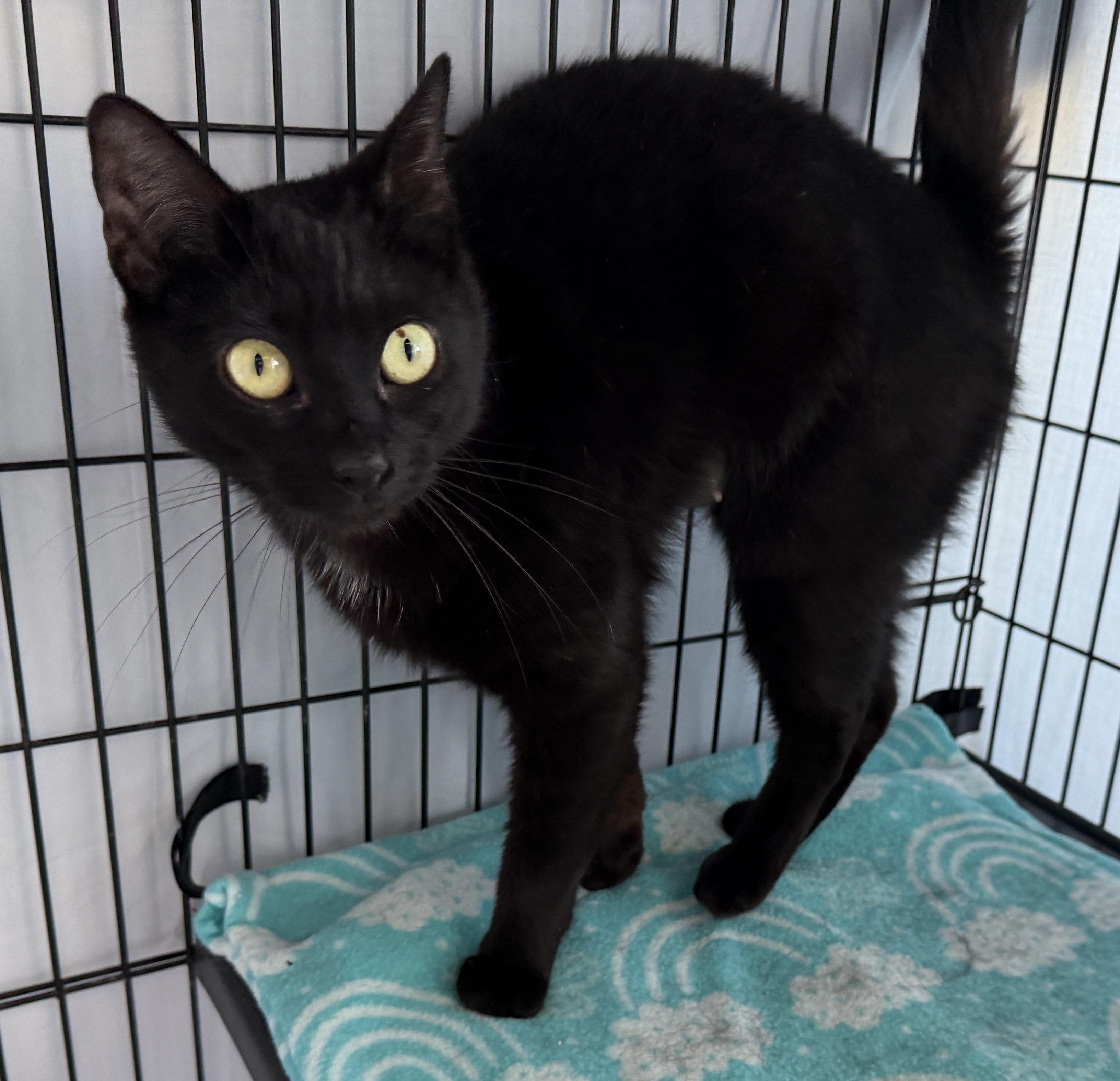 Betty, ADOPTABLE, Young Female American Shorthair.