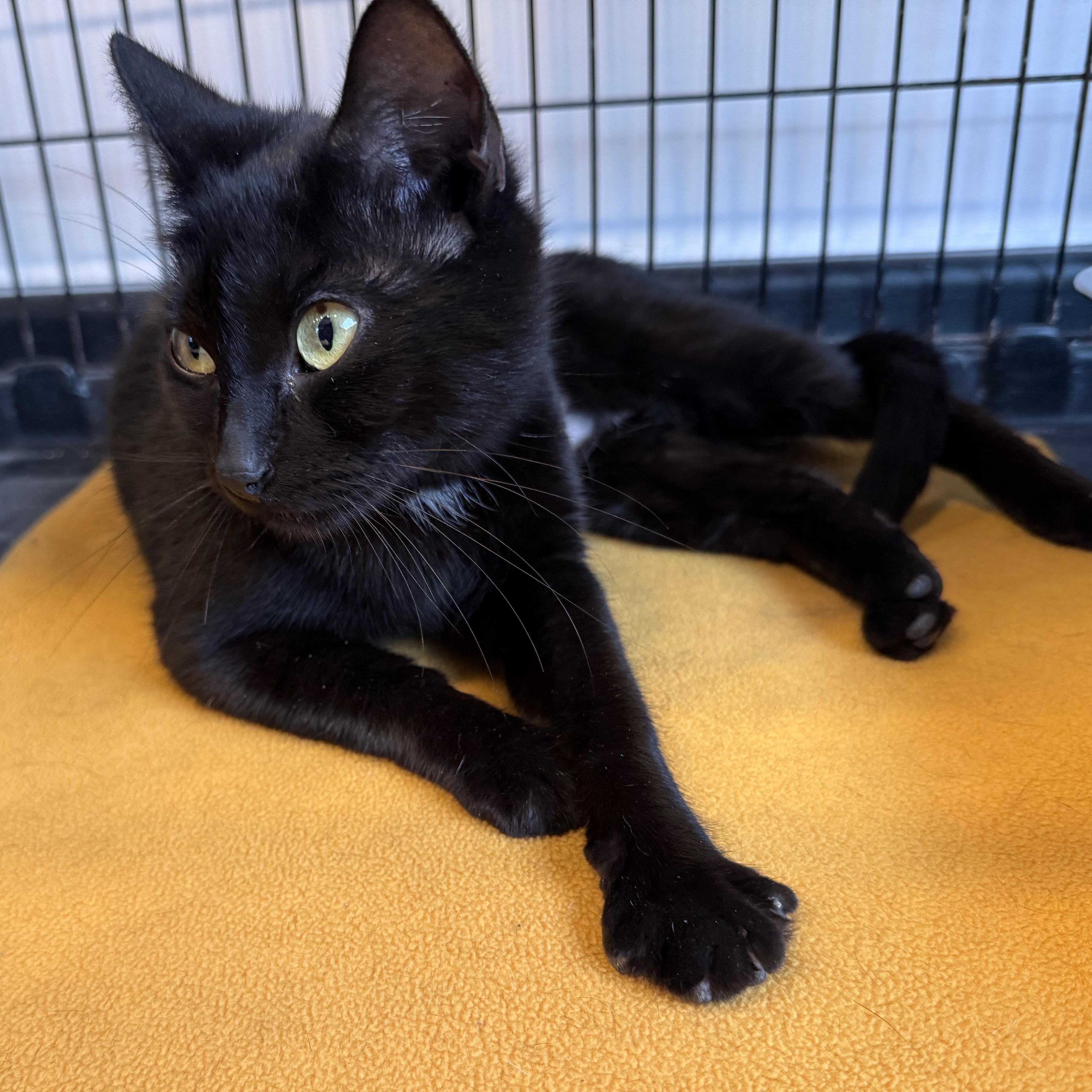 Enlarge Betty, a ADOPTABLE American Shorthair in Hull, MA image 2/6