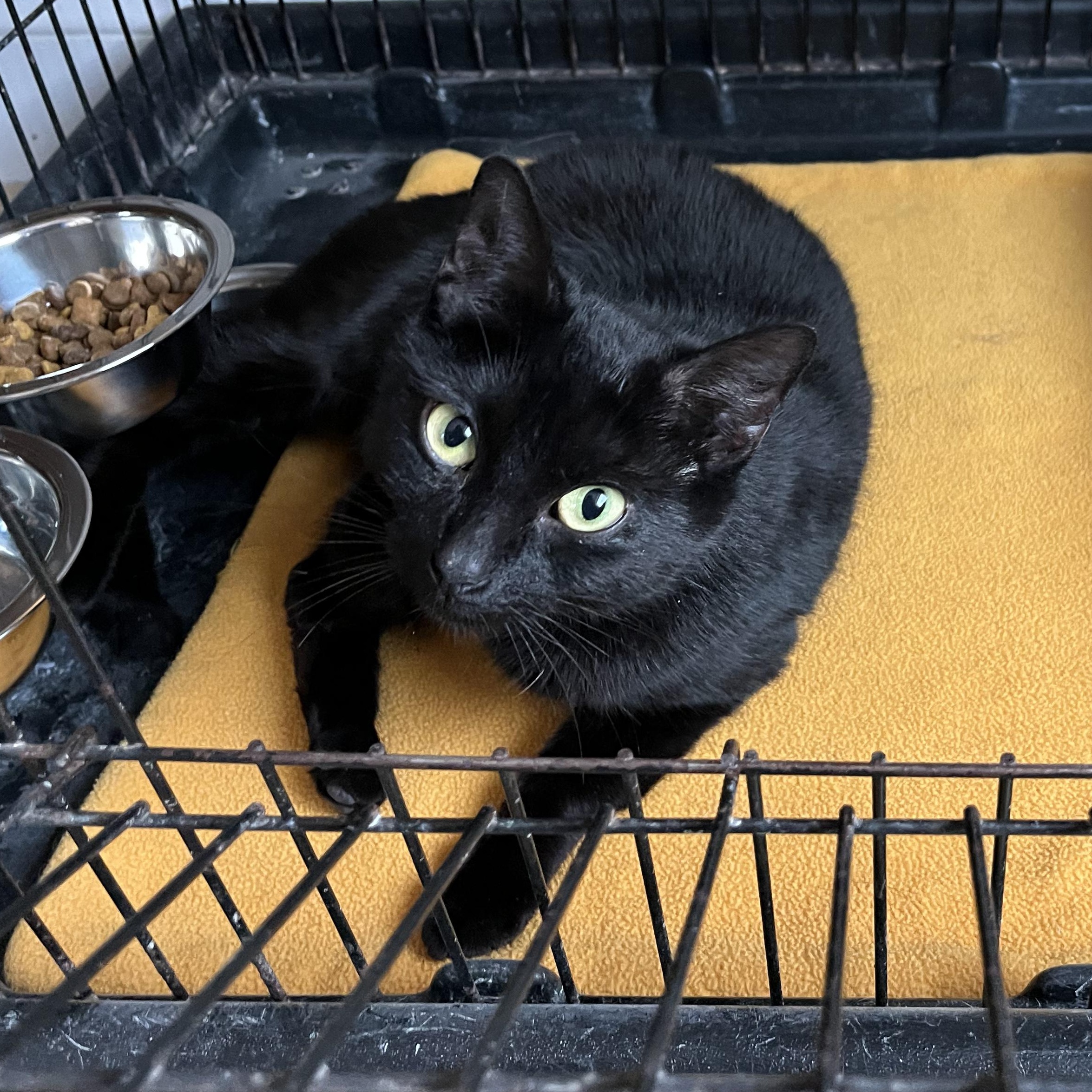Enlarge Betty, a ADOPTABLE American Shorthair in Hull, MA image 4/6