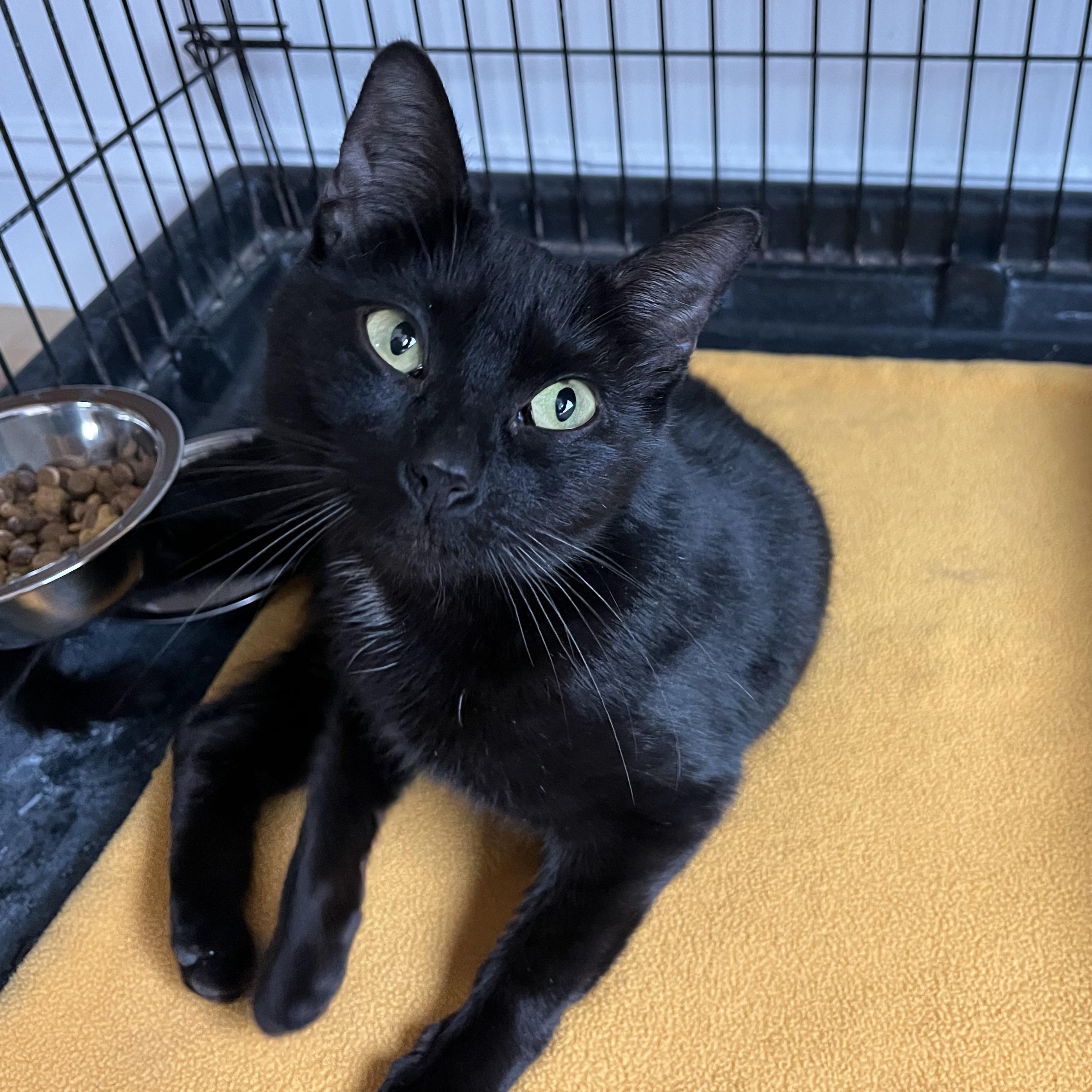 Enlarge Betty, a ADOPTABLE American Shorthair in Hull, MA image 3/6