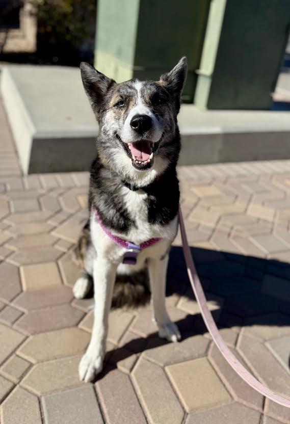 Xena, a Adoptable mixed breed in Las Vegas, NV image 2/4